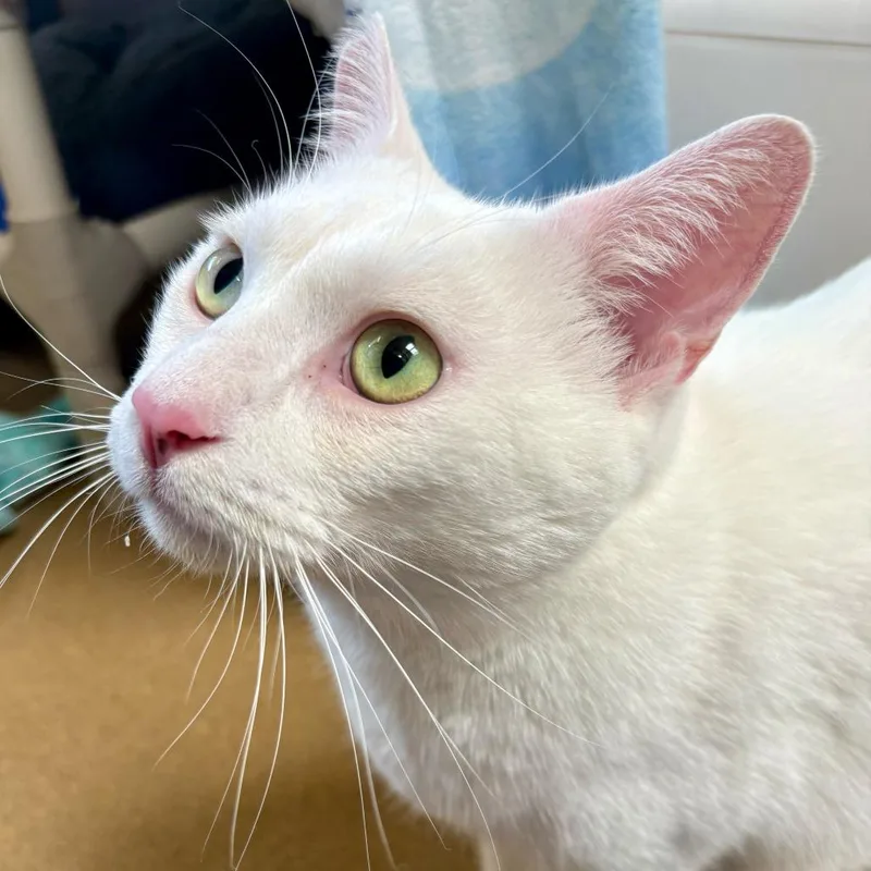 An adult extra large-sized male White Domestic Short Hair cat named Coconut for adoption in Riverside, CA