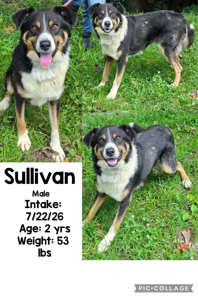 An adult medium-sized male Tricolor (Brown, Black, & White) Australian Shepherd dog named Sullivan for adoption in Staffordsville, KY