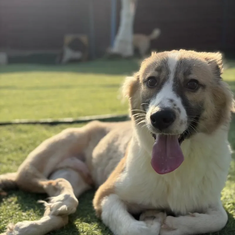 A young medium-sized male Canaan Dog dog named Taj for adoption in New York, NY