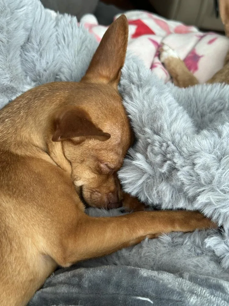 Rutabaga thumbnail 2