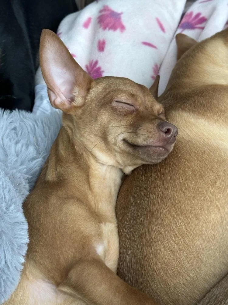 Rutabaga thumbnail 3