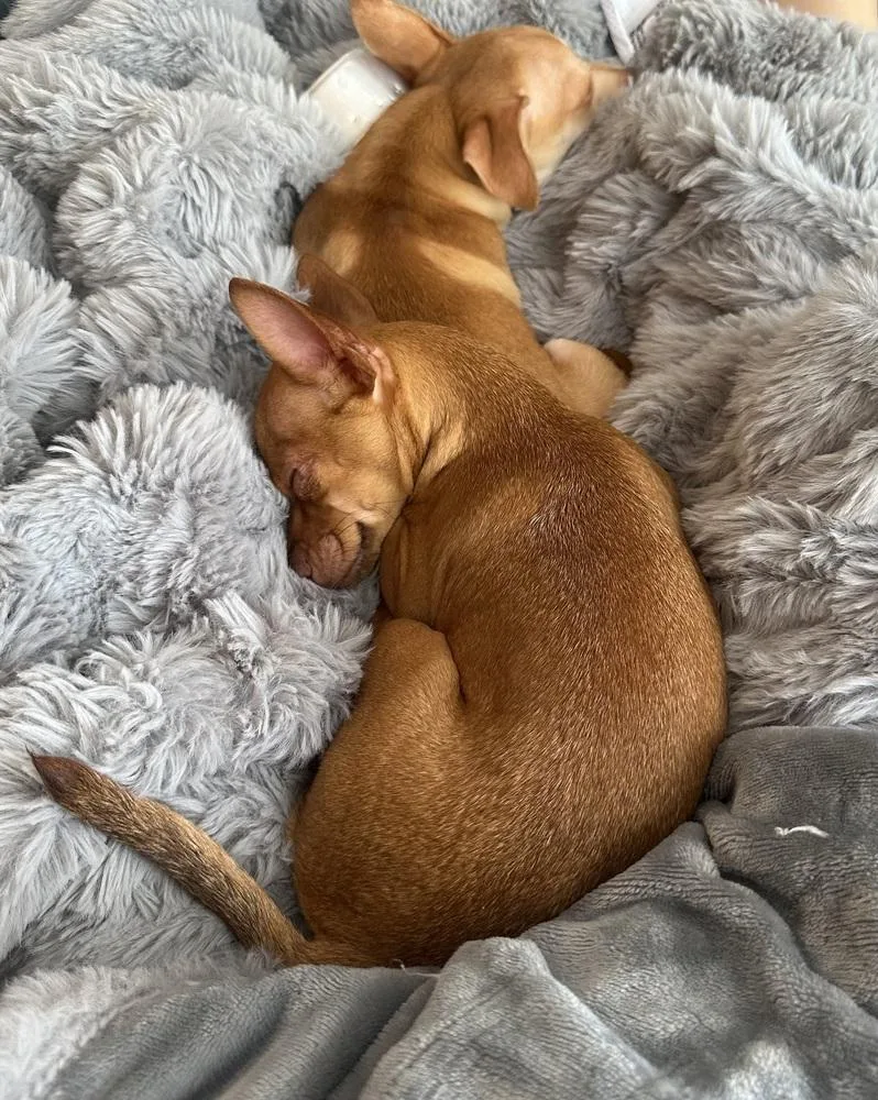 Rutabaga thumbnail 4