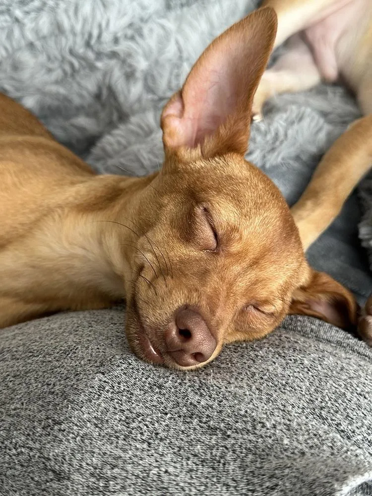 Rutabaga thumbnail 5