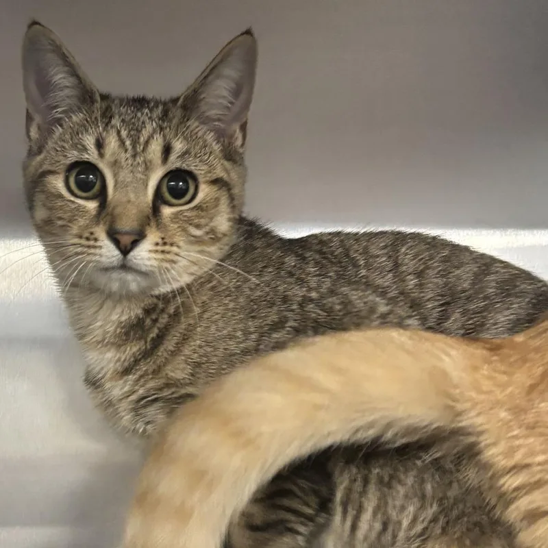 A baby small-sized female Brown / Chocolate Domestic Short Hair cat named Apple for adoption in Newark, DE