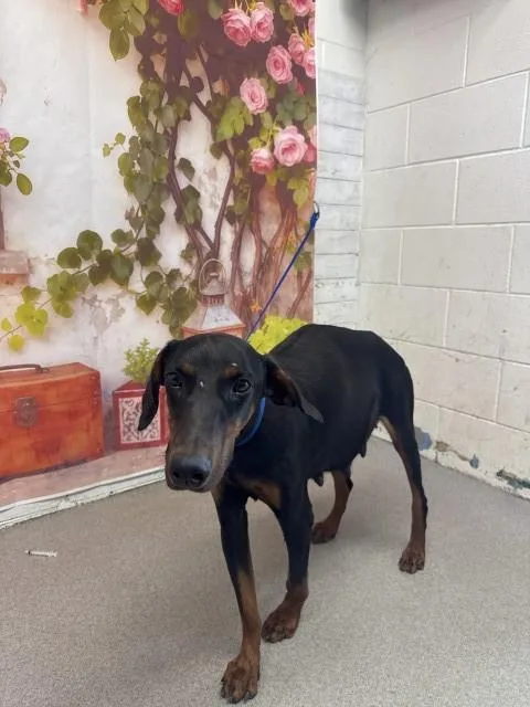 An adult medium-sized female Doberman Pinscher dog named Mabel for adoption in San Bernardino, CA
