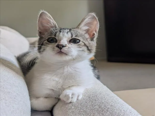 A baby small-sized female Domestic Short Hair cat named Dolly Parton for adoption in Woodland, CA