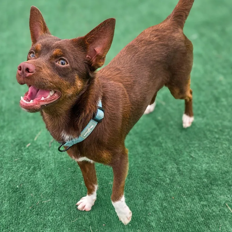 A young small-sized male Brown / Chocolate Chihuahua dog named Scooter for adoption in Gainesville, TX