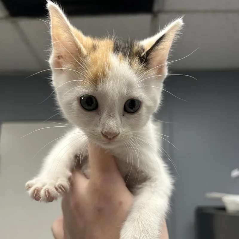 A baby small-sized female Calico Domestic Short Hair cat named Micky for adoption in Birmingham, AL