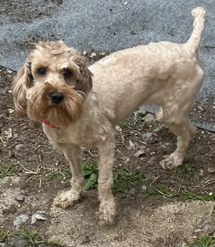 A young small-sized female Golden Cockapoo dog named Angie for adoption in Oak Ridge, NJ