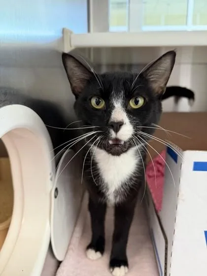 An adult medium-sized male Domestic Short Hair cat named Pavement for adoption in Westland, MI