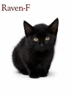 A baby small-sized female Domestic Short Hair cat named Raven for adoption in Guntersville, AL