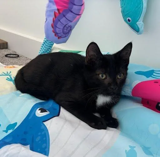 A baby small-sized male Black Domestic Short Hair cat named Licorice for adoption in Raleigh, NC