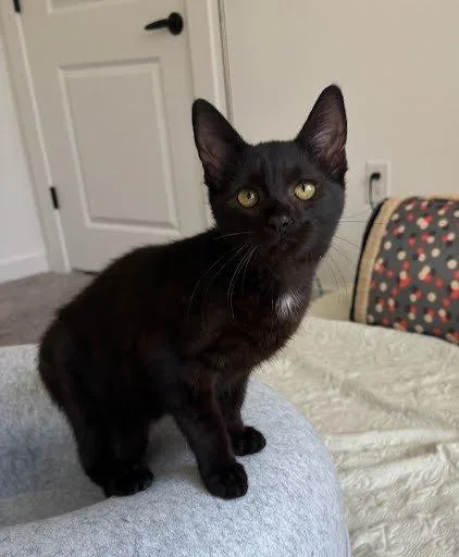 Licorice thumbnail 2