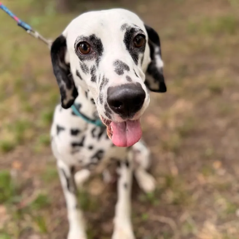 An adult medium-sized male White / Cream Dalmatian dog named Marshall for adoption in Lee's Summit, MO