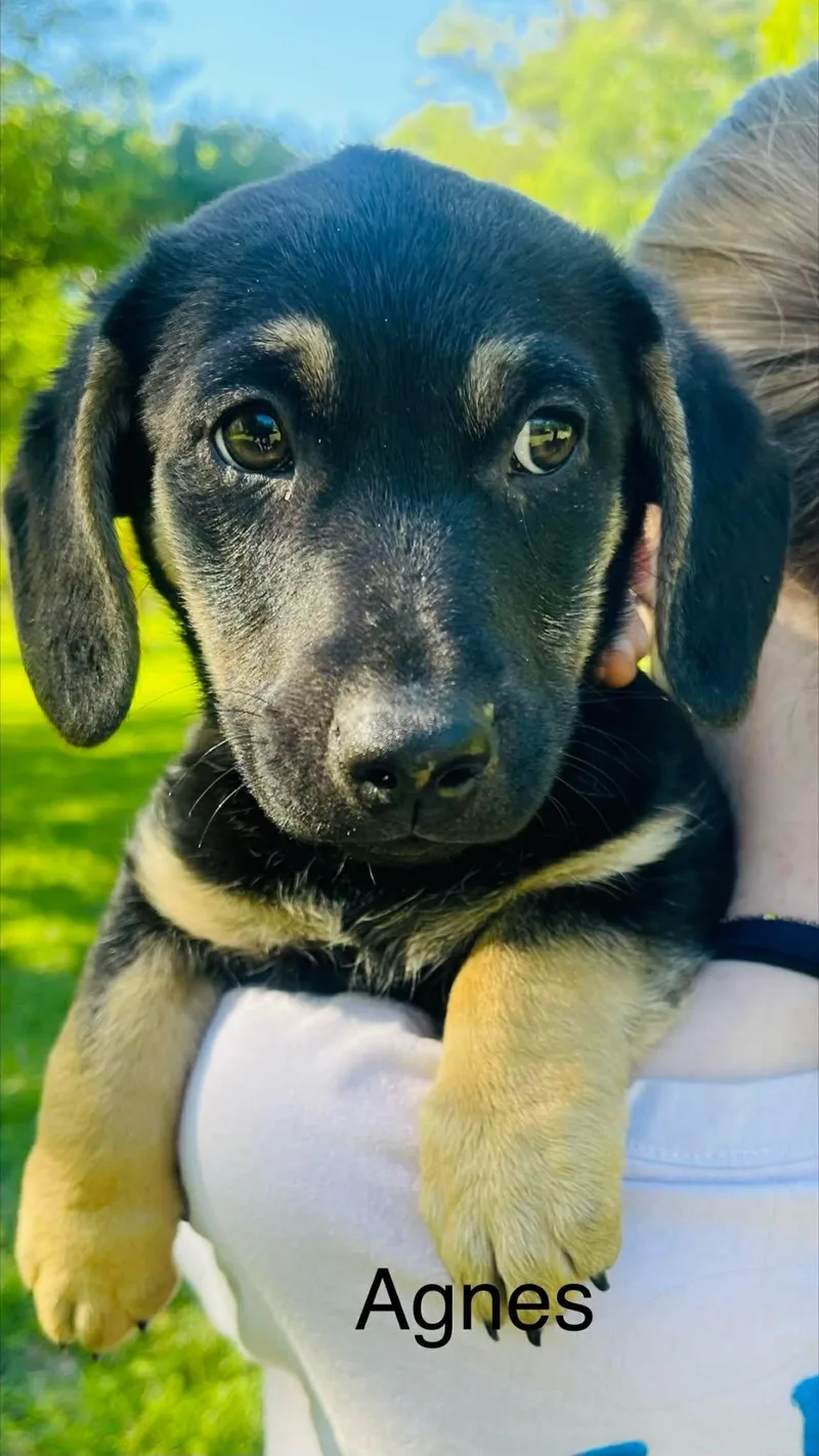 A baby medium-sized female Black Labrador Retriever dog named Agnes for adoption in Blairstown, NJ
