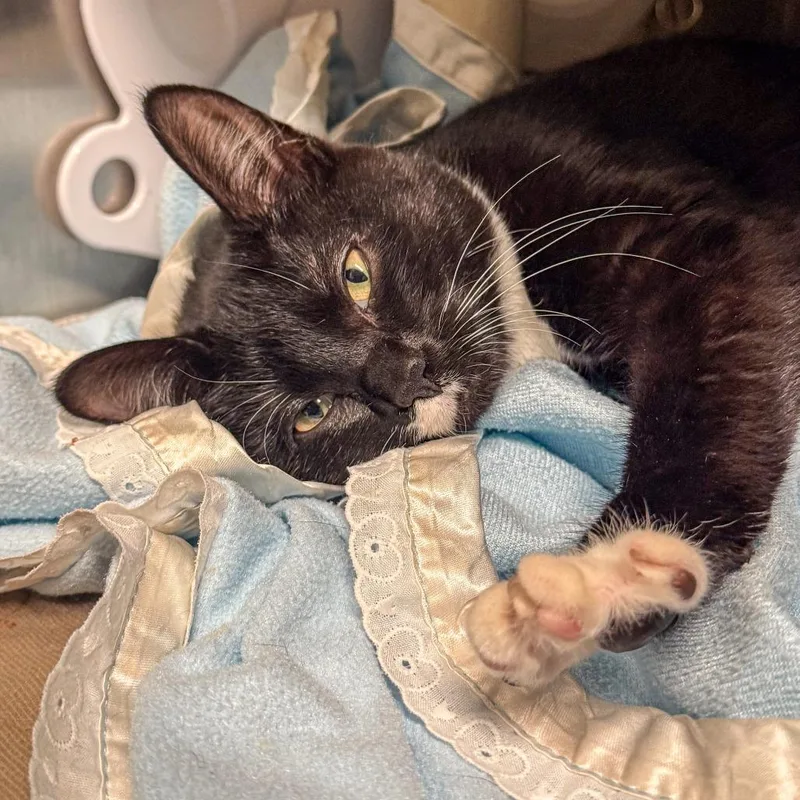 A baby small-sized female Black Domestic Short Hair cat named Penny for adoption in Kennebunk, ME