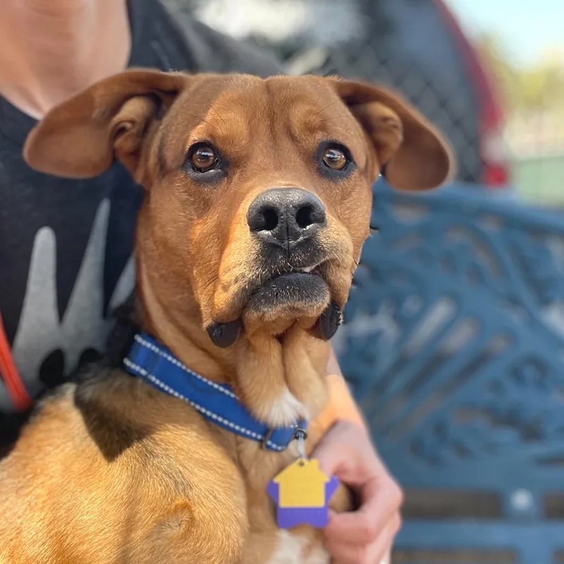 An adult medium-sized male Brown / Chocolate Mixed Breed dog named Yoda for adoption in San Francisco, CA