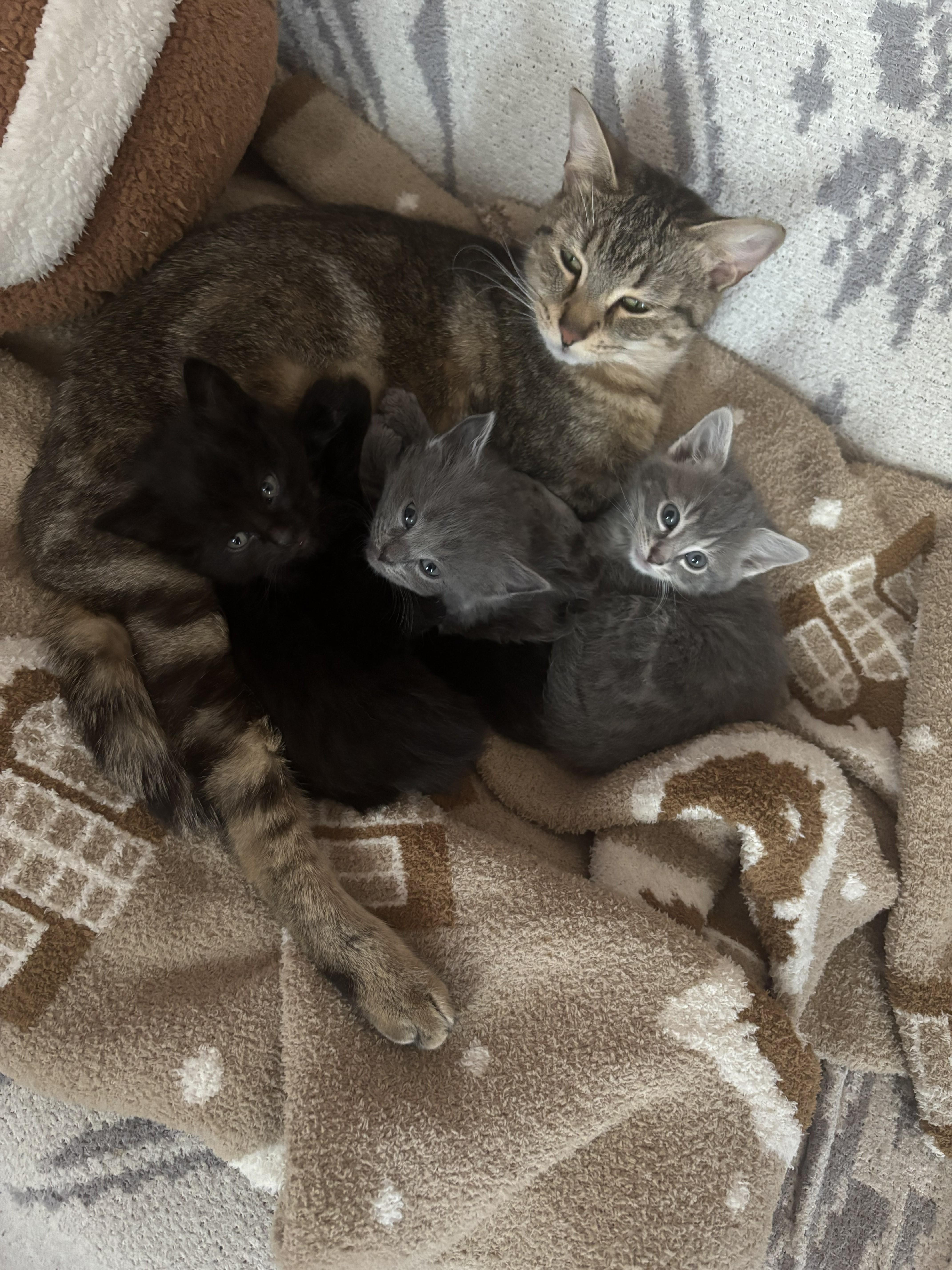 A baby medium-sized male Gray / Blue / Silver Domestic Short Hair cat named Mix And Match for adoption in Springfield, MA