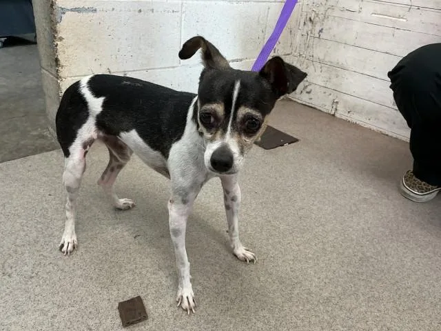 An adult small-sized male Chihuahua dog named Pecorino for adoption in San Bernardino, CA