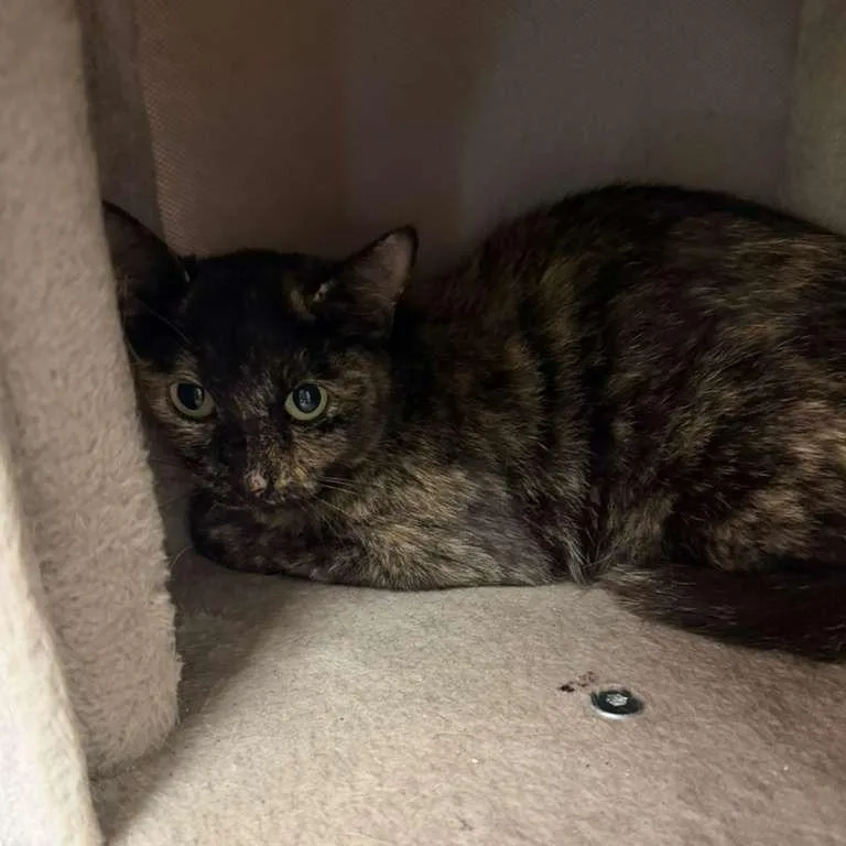 An adult medium-sized female Black Domestic Short Hair cat named Tort for adoption in Gadsden, AL