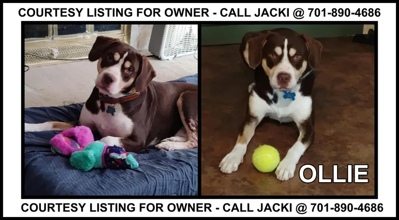 An adult medium-sized male White / Cream Beagle dog named Ollie  COURTESY LISTING for adoption in Valley City, ND