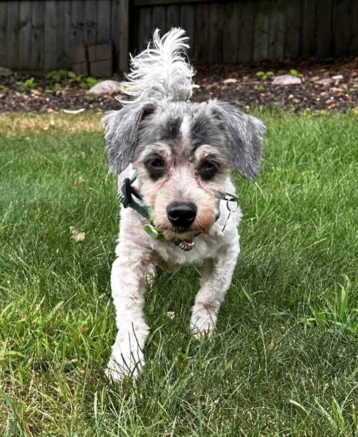 A senior small-sized male White / Cream Miniature Dachshund dog named Bandit for adoption in Holland, MI