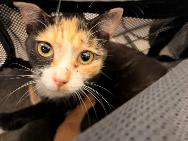 A young small-sized female Domestic Short Hair cat named Coco Chanel for adoption in Rancho Cucamonga, CA