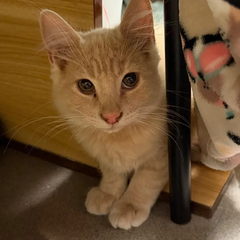 A baby small-sized male Domestic Medium Hair cat named Maroon for adoption in Middlebury, VT