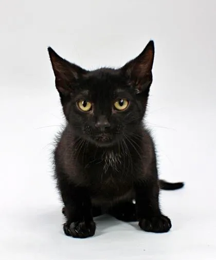 A baby small-sized male Domestic Short Hair cat named Onyx for adoption in Morton Grove, IL