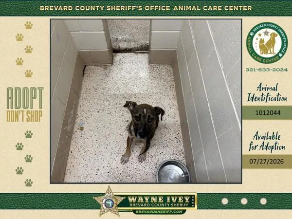 An adult medium-sized male Mixed Breed dog named Henry for adoption in Melbourne, FL