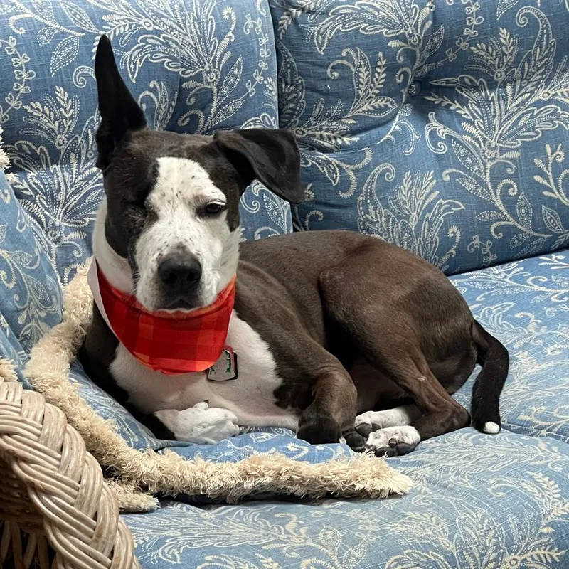 A senior medium-sized male Pit Bull Terrier dog named Spod for adoption in Fairfax, VA