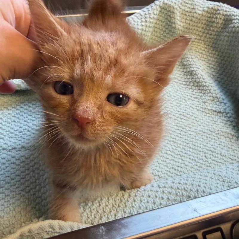 A baby medium-sized male Orange / Red Domestic Short Hair cat named Cruton for adoption in Tuscaloosa, AL