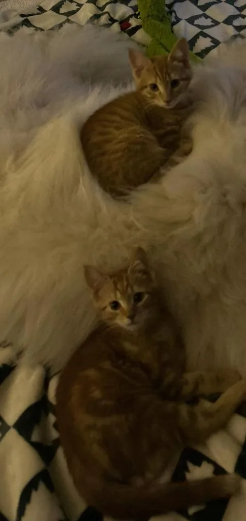 A baby medium-sized male Domestic Short Hair cat named Sol for adoption in Windsor, CT