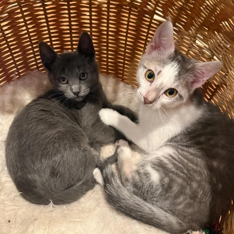 A baby small-sized male Gray / Blue / Silver Domestic Short Hair cat named Phil Deville for adoption in Tustin, CA
