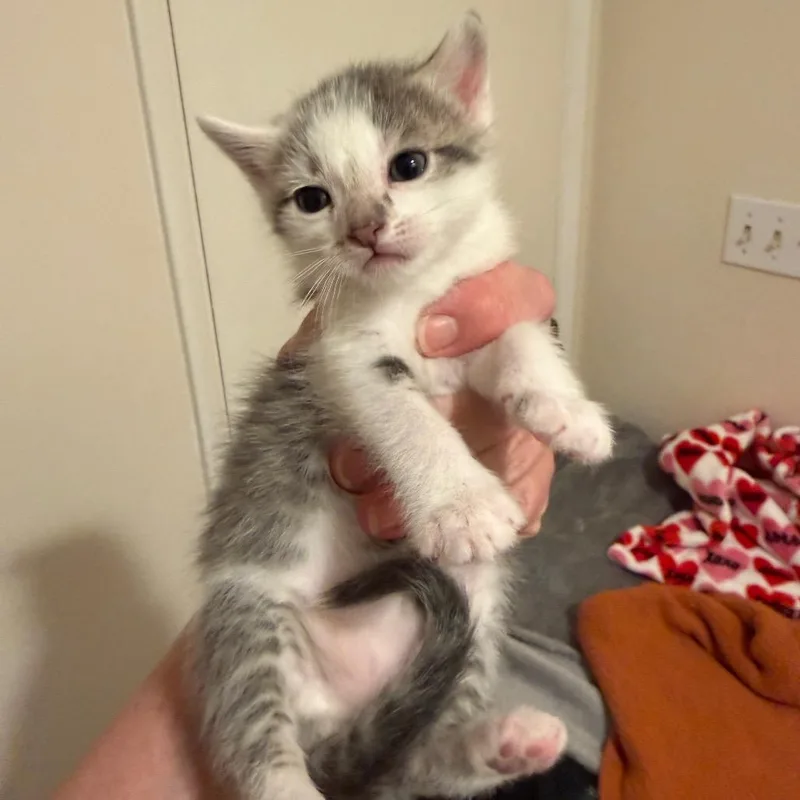 Phil Deville thumbnail 3