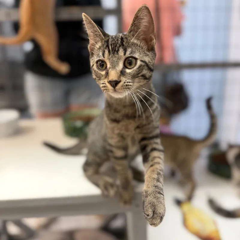 A baby medium-sized male Domestic Short Hair cat named Alistair for adoption in Portage, MI