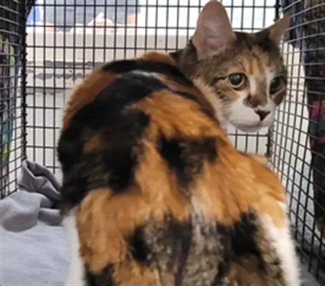 A senior medium-sized female Domestic Short Hair cat named Spots for adoption in Los Angeles, CA
