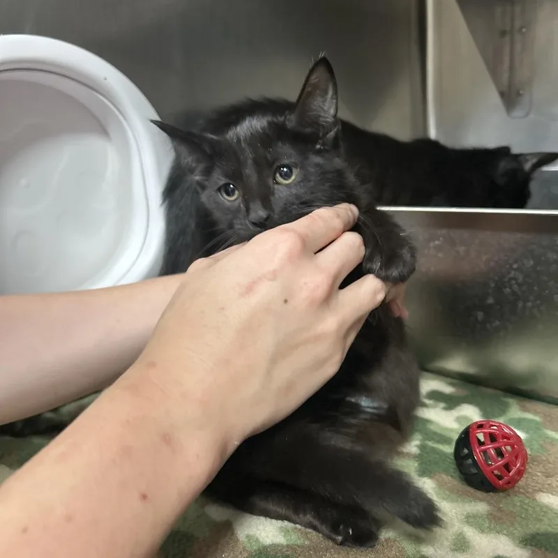 A baby small-sized male Black Domestic Short Hair cat named Presto for adoption in Pensacola, FL