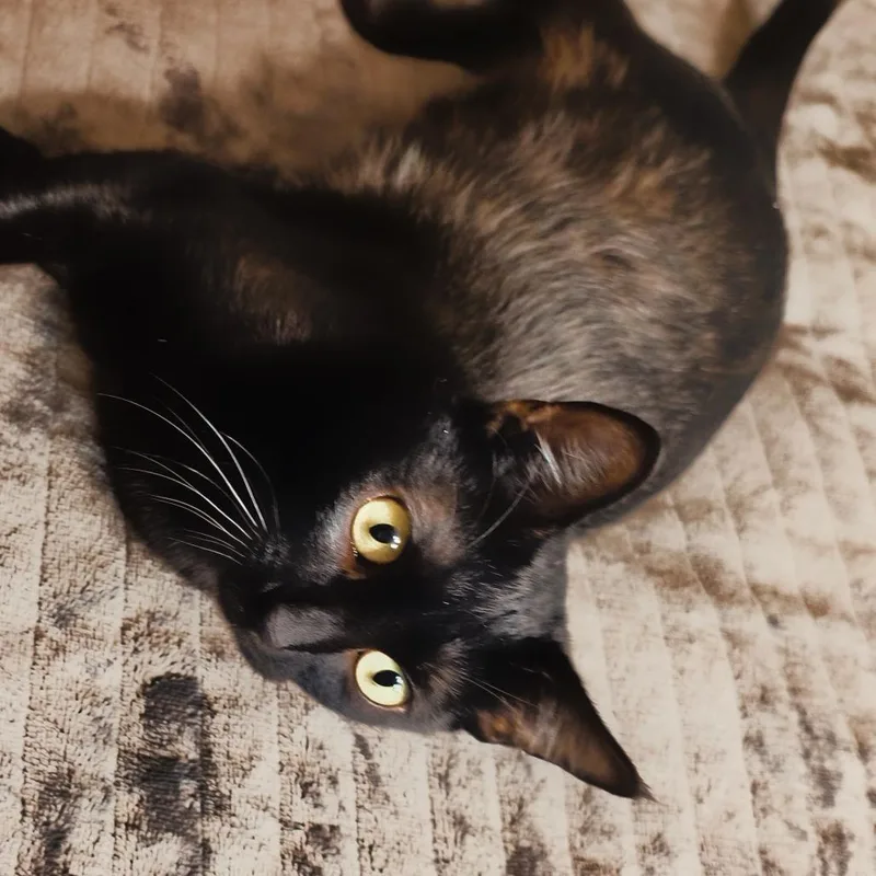 An adult medium-sized female Black Domestic Short Hair cat named Mama Nova for adoption in Long Beach, CA