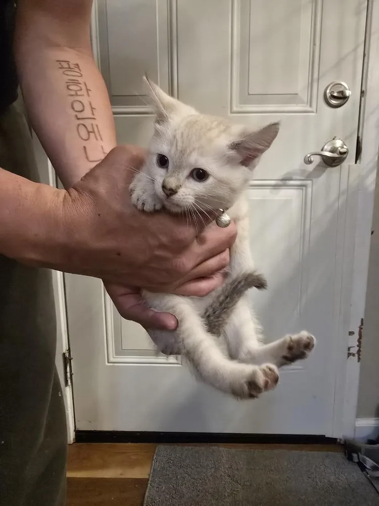A baby small-sized female Siamese cat named Rizzler for adoption in Pacifica, CA