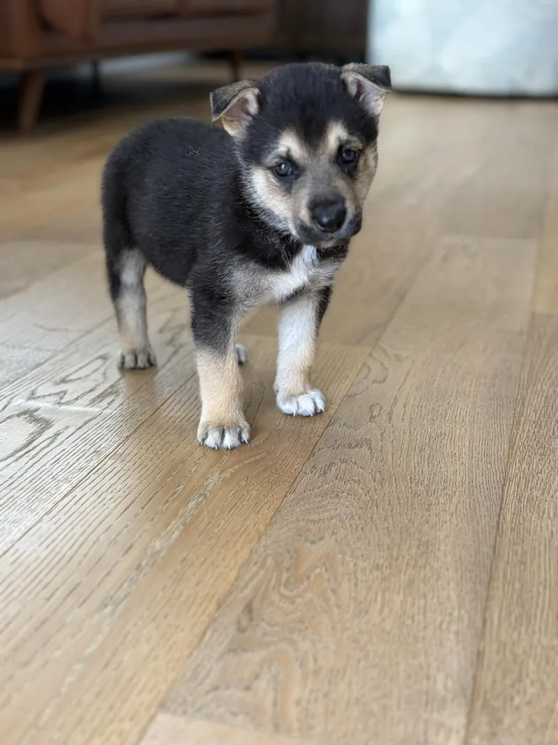 Easter Candy Litter Hershey