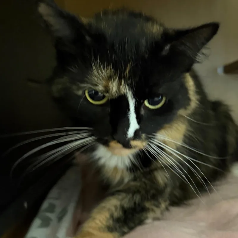 An adult medium-sized female Domestic Medium Hair cat named FiFi for adoption in Middlebury, VT
