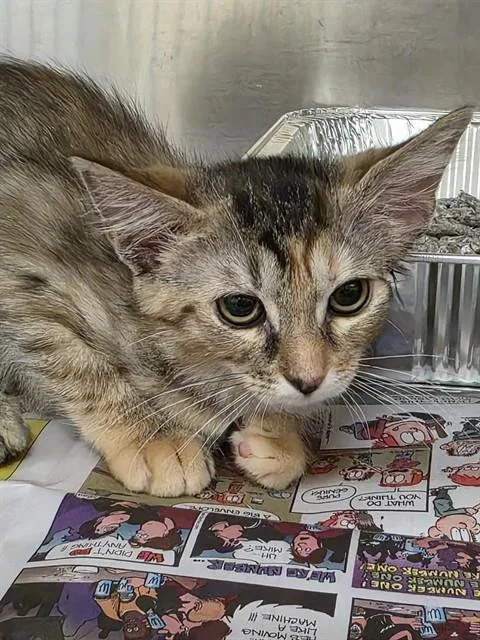 A baby small-sized female Domestic Short Hair cat named Serena for adoption in Aliquippa, PA