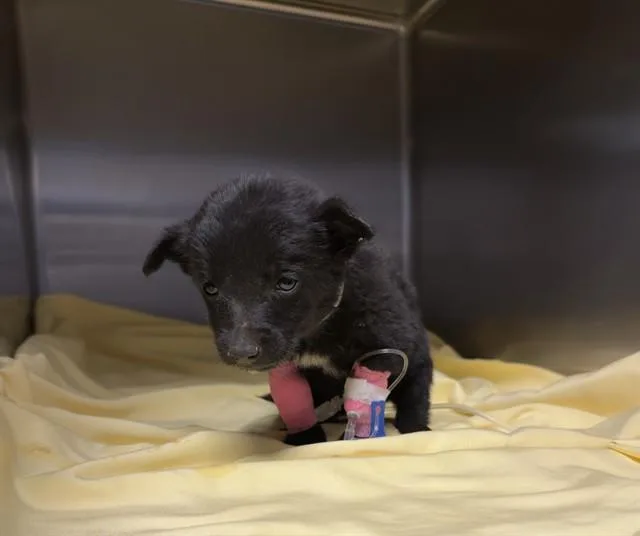 A baby small-sized female Belgian Shepherd / Malinois dog named Millie for adoption in Riverside, CA