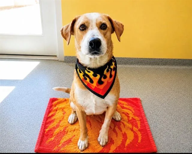 An adult medium-sized male English Pointer dog named Growlithe for adoption in Tustin, CA