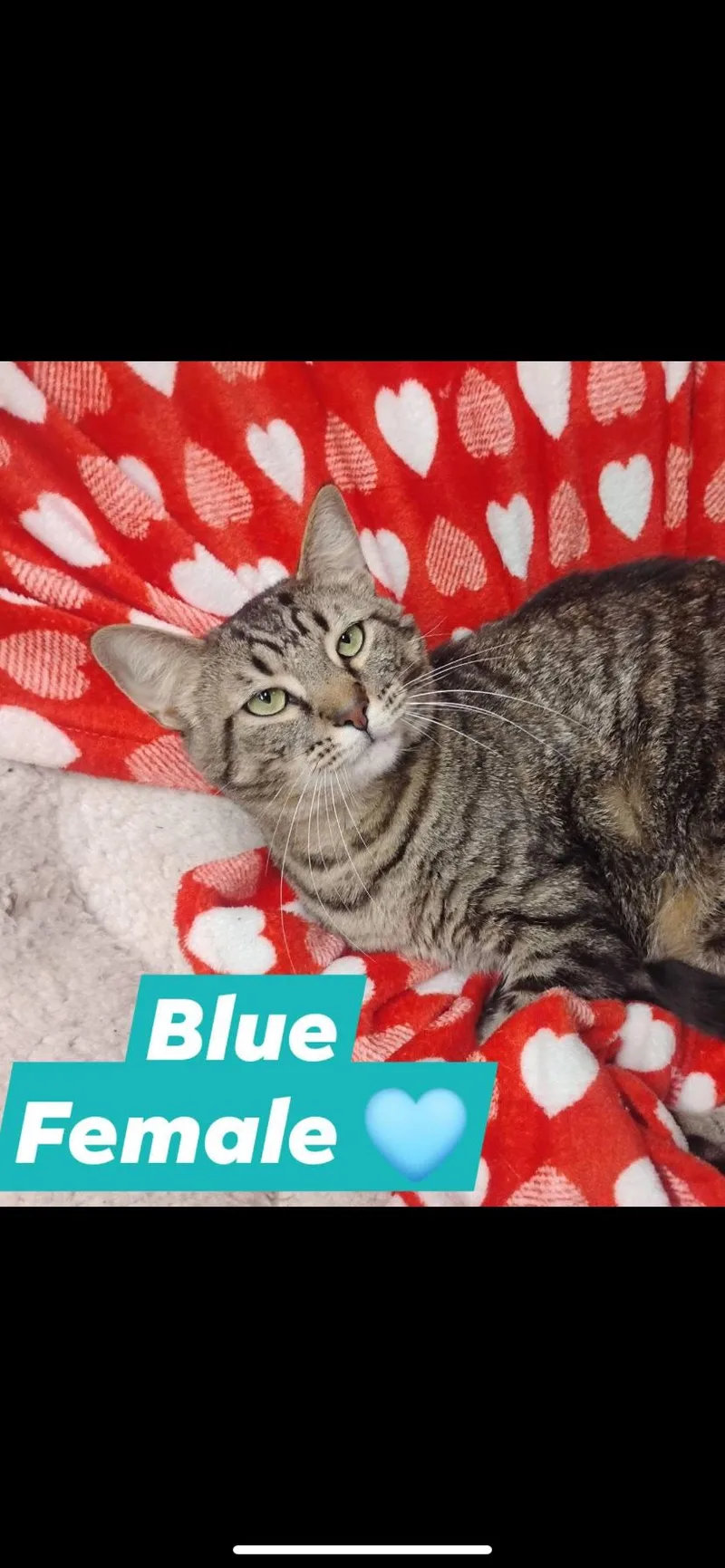 An adult medium-sized female Tabby (Tiger Striped) Domestic Short Hair cat named Blue for adoption in Greensburg, PA