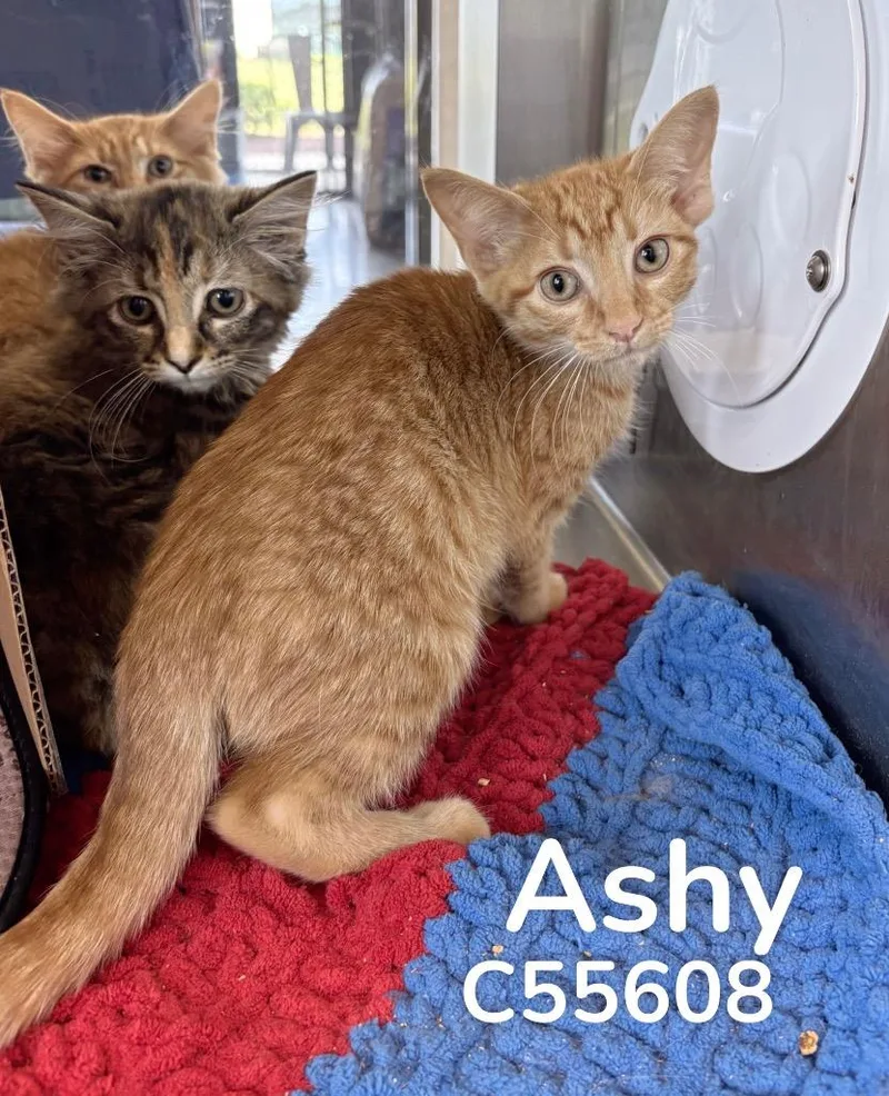 Ashy thumbnail 2