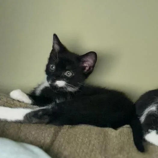 A baby small-sized male Black Domestic Short Hair cat named Loki for adoption in Port Charlotte, FL