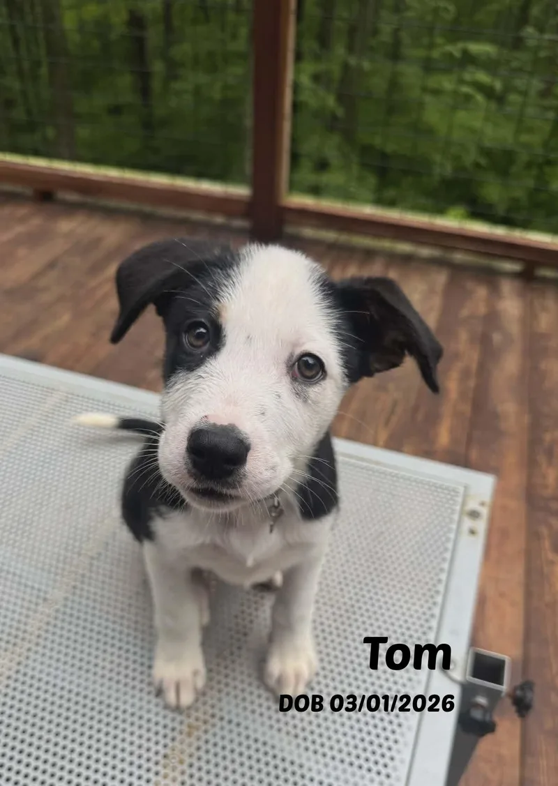 Tom
