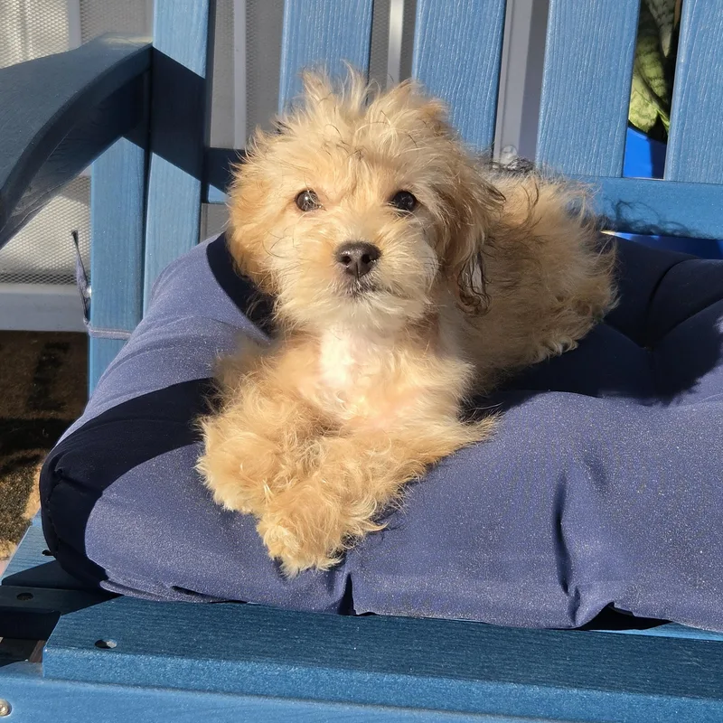 A baby small-sized female Maltipoo dog named Joeleene for adoption in Torrance, CA
